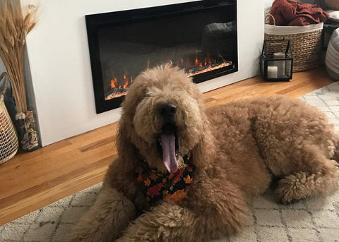 Pet friendly cool to the touch Touchstone Sideline Electric Fireplace with dog