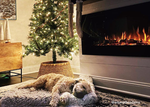 A dog relaxing by the Touchstone Electric Fireplace